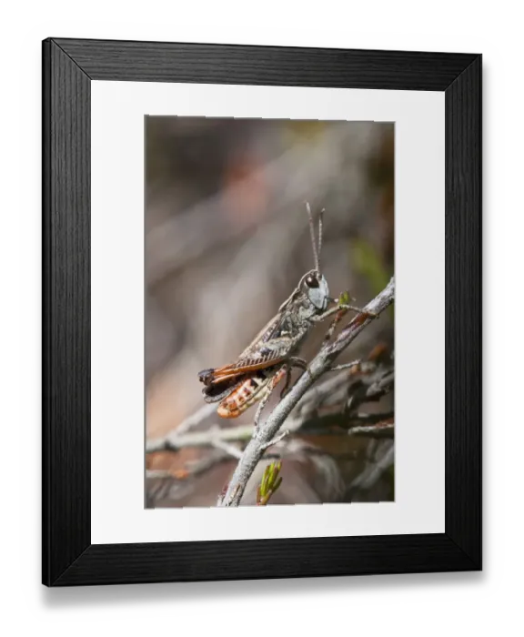 Framed Print : Woodland Grasshopper (Omocestus rufipes) adult, resting on heather, Thursley Common National Nature Reserve, Surrey Framed Print : Woodland Grasshopper (Omocestus rufipes) adult, resting on heather, Thursley Common National Nature Reserve, Surrey