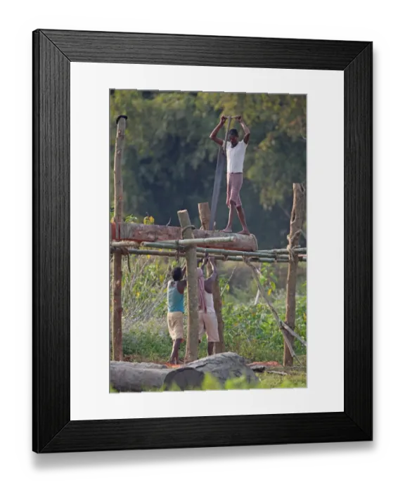 Framed Print : Men sawing planks using saw pit, with one top-dog and two under-dogs, Dibru-Saikhowa, Assam, India, february Framed Print : Men sawing planks using saw pit, with one top-dog and two under-dogs, Dibru-Saikhowa, Assam, India, february