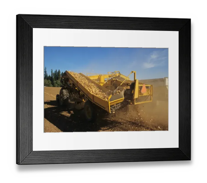 Framed Print : Onion (Allium sp. ) crop, harvested bulbs being lifted off field by machinery, Hillsboro, Oregon, U. S. A Framed Print : Onion (Allium sp. ) crop, harvested bulbs being lifted off field by machinery, Hillsboro, Oregon, U. S. A