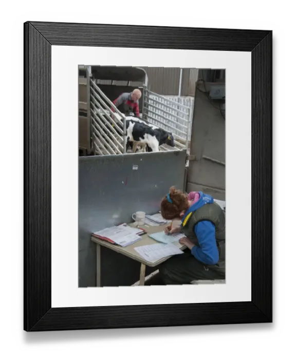 Framed Print : Woman filling in cattle passports at livestock market, with calves being unloaded from trailer in background Framed Print : Woman filling in cattle passports at livestock market, with calves being unloaded from trailer in background