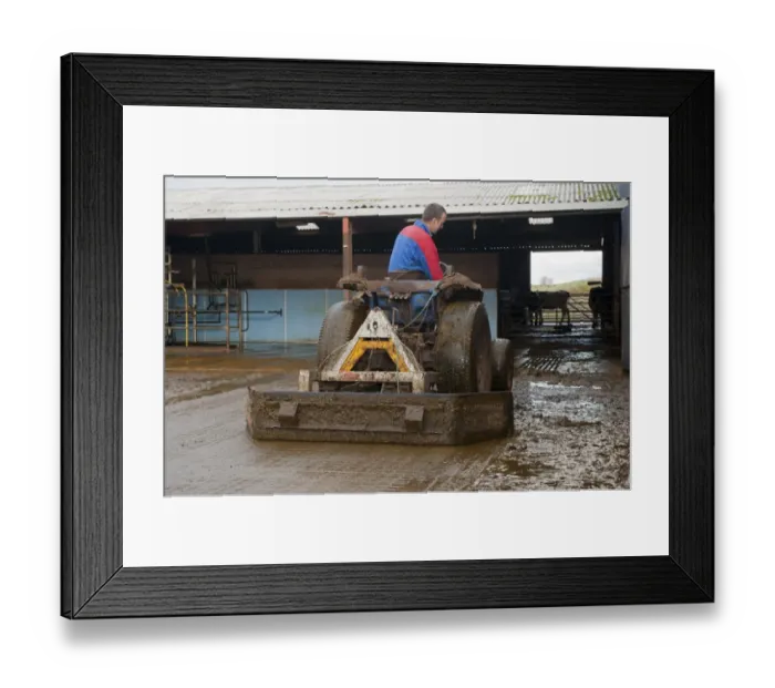 Framed Print : Farmer on tractor, cleaning cattle yard with scraper, England, november