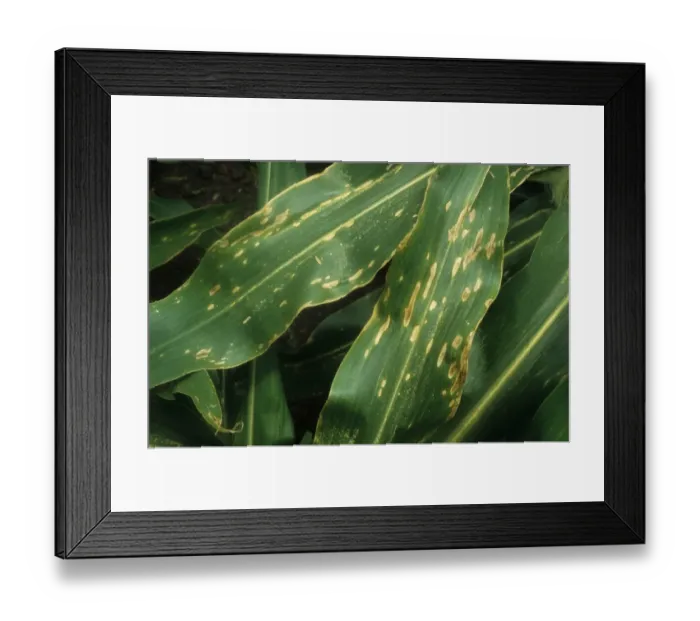 Framed Print : Maize (Zea mays) crop, leaves damaged by Northern Leaf Blight (Exserohilum turcicum), Gisborne, North Island Framed Print : Maize (Zea mays) crop, leaves damaged by Northern Leaf Blight (Exserohilum turcicum), Gisborne, North Island