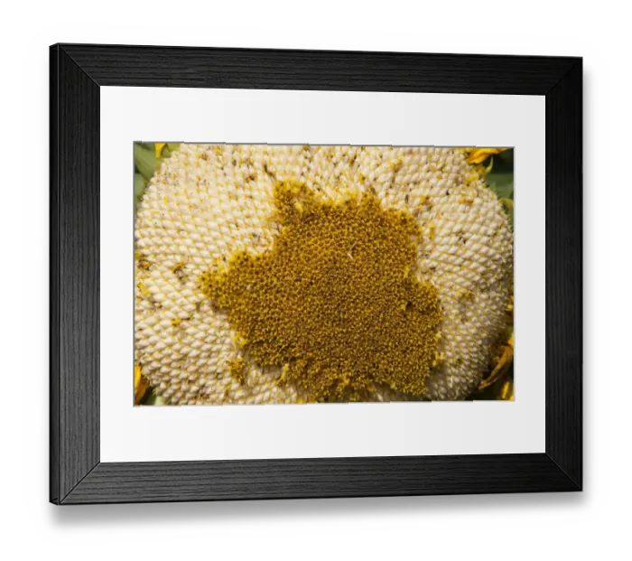 Framed Print : Sunflower (Helianthus sp. ) crop, close-up of mature flowerhead, Pennsylvania, U. S. A. september