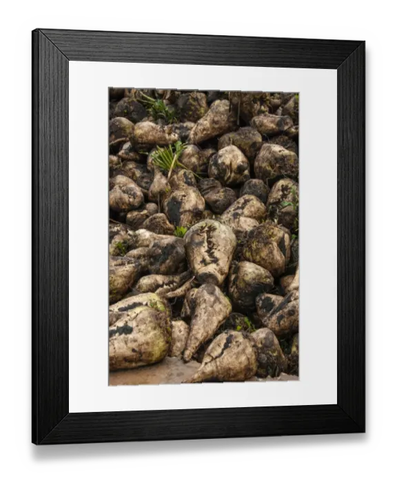 Framed Print : Sugar Beet (Beta vulgaris) crop, heap of harvested roots, Telford, Shropshire, England, december Framed Print : Sugar Beet (Beta vulgaris) crop, heap of harvested roots, Telford, Shropshire, England, december