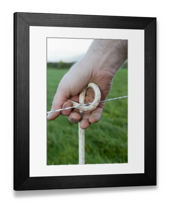 Framed Print : Farmer moving electric fence in pasture to control cattle grazing, England, november Framed Print : Farmer moving electric fence in pasture to control cattle grazing, England, november