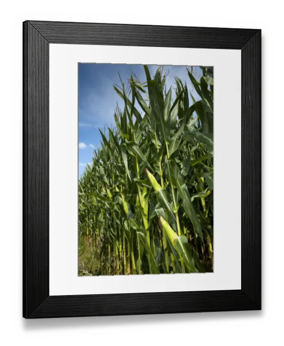 Framed Print : Maize (Zea mays) crop, cobs on stalks in field, Pennsylvania, U. S. A. september Framed Print : Maize (Zea mays) crop, cobs on stalks in field, Pennsylvania, U. S. A. september