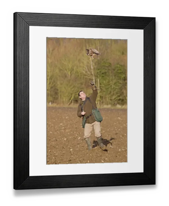 Framed Print : Falconry, falconer releasing Peregrine Falcon (Falco peregrinus) juvenile, to hunt game, England, january Framed Print : Falconry, falconer releasing Peregrine Falcon (Falco peregrinus) juvenile, to hunt game, England, january