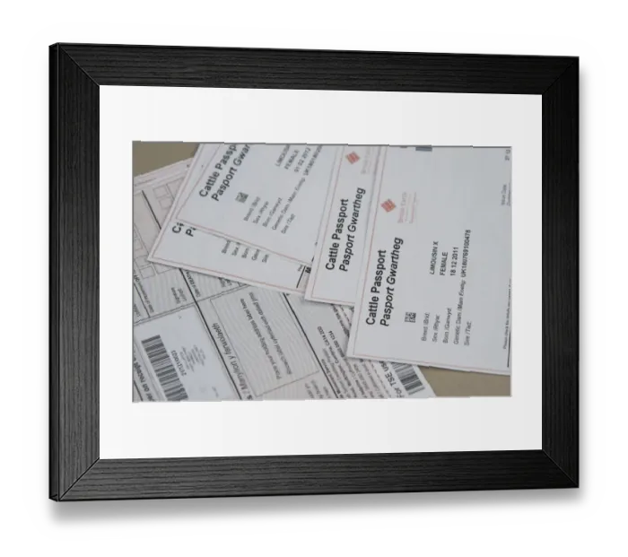 Framed Print : Close-up of bilingual cattle passports at livestock market, Brockholes Auction Mart, Preston, Lancashire, England Framed Print : Close-up of bilingual cattle passports at livestock market, Brockholes Auction Mart, Preston, Lancashire, England