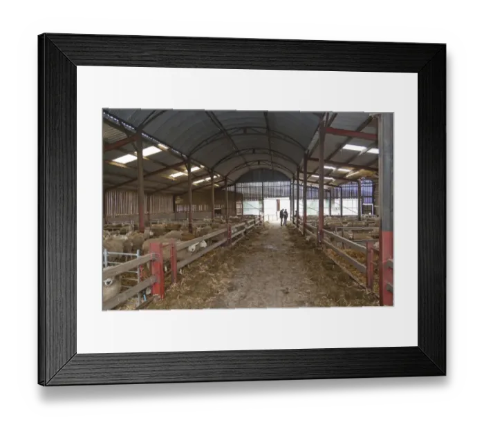 Framed Print : Sheep farming, Texel cross mule ewes, flock in lambing shed, Welshpool, Powys, Wales, february Framed Print : Sheep farming, Texel cross mule ewes, flock in lambing shed, Welshpool, Powys, Wales, february