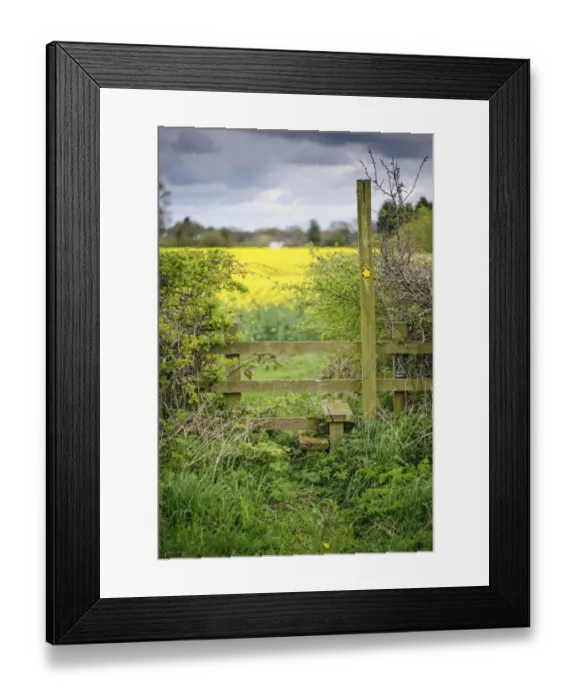 Framed Print : Footpath sign and stile, leading into Oilseed Rape (Brassica napus) field, Oulton, Oulton, Cheshire, England, april