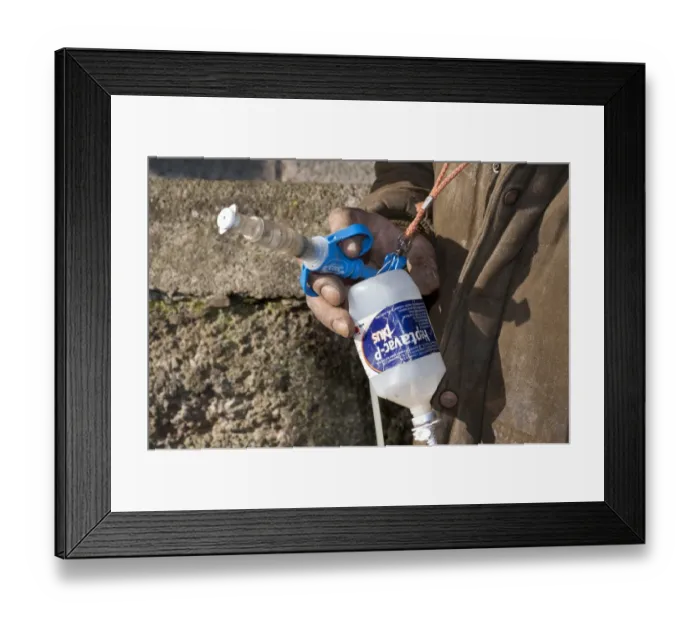 Framed Print : Sheep farming, farmer injecting Swaledale ewes with Heptavac P, Chipping, Lancashire, England, february Framed Print : Sheep farming, farmer injecting Swaledale ewes with Heptavac P, Chipping, Lancashire, England, february