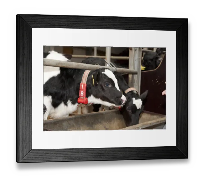 Framed Print : Dairy farming, pedigree Holstein Friesian calves, wearing transponders used to operate automatic milk feeder in climate Framed Print : Dairy farming, pedigree Holstein Friesian calves, wearing transponders used to operate automatic milk feeder in climate