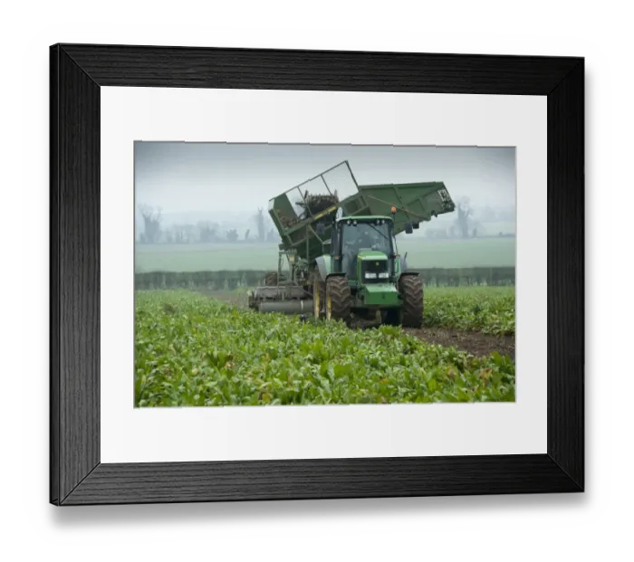 Framed Print : Sugar Beet (Beta vulgaris) crop, John Deere tractor with harvester, harvesting roots in field, Telford, Shropshire Framed Print : Sugar Beet (Beta vulgaris) crop, John Deere tractor with harvester, harvesting roots in field, Telford, Shropshire