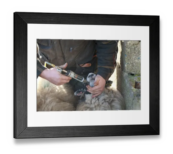 Framed Print : Sheep farming, farmer dosing Swaledale ewes with multi-vitamins, Chipping, Lancashire, England, february Framed Print : Sheep farming, farmer dosing Swaledale ewes with multi-vitamins, Chipping, Lancashire, England, february