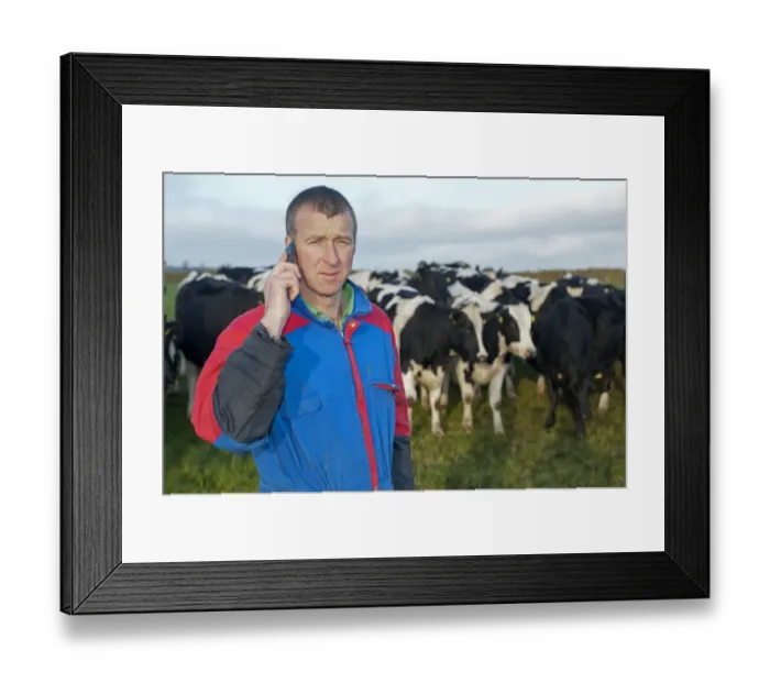 Framed Print : Farmer in field on mobile telephone, with herd of cattle in background, England, november Framed Print : Farmer in field on mobile telephone, with herd of cattle in background, England, november