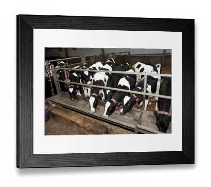 Framed Print : Dairy farming, pedigree Holstein Friesian calves, wearing transponders used to operate automatic milk feeder in climate Framed Print : Dairy farming, pedigree Holstein Friesian calves, wearing transponders used to operate automatic milk feeder in climate
