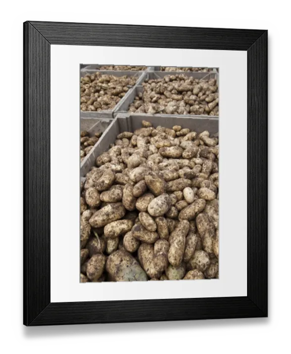 Framed Print : Potato (Solanum tuberosum) Markies variety crop, newly harvested tubers in boxes for delivery to store room, England Framed Print : Potato (Solanum tuberosum) Markies variety crop, newly harvested tubers in boxes for delivery to store room, England