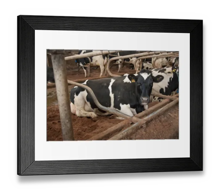 Framed Print : Dairy farming, pedigree Holstein Friesian cows, laying in metal cubicles bedded with sand, Dumfries, Scotland, january Framed Print : Dairy farming, pedigree Holstein Friesian cows, laying in metal cubicles bedded with sand, Dumfries, Scotland, january