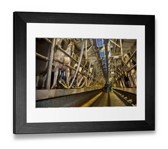 Framed Print : Dairy farming, 18:36 milking parlour with pedigree Holstein Friesian cows, three times per day milking, Dumfries Framed Print : Dairy farming, 18:36 milking parlour with pedigree Holstein Friesian cows, three times per day milking, Dumfries
