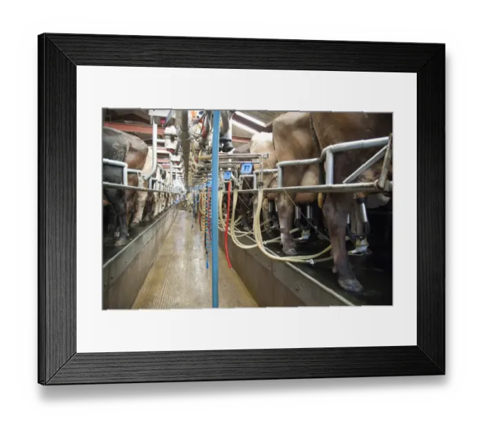 Framed Print : Dairy farming, milking parlour with Brown Swiss dairy cows being milked, Cheshire, England, march Framed Print : Dairy farming, milking parlour with Brown Swiss dairy cows being milked, Cheshire, England, march