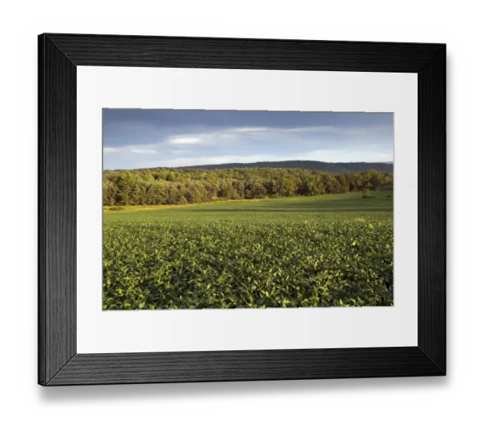 Framed Print : Soya Bean (Glycine max) crop, field in evening sunlight, Pennsylvania, U. S. A. august Framed Print : Soya Bean (Glycine max) crop, field in evening sunlight, Pennsylvania, U. S. A. august