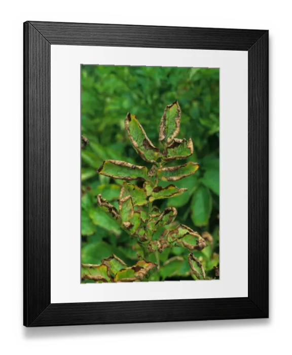 Framed Print : Potato (Solanum tuberosum) crop, close-up of leaves damaged by Leafhopper (Cicadellidae sp. ), U. S. A