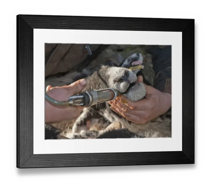 Framed Print : Sheep farming, farmer dosing Swaledale ewes with multi-vitamins, Chipping, Lancashire, England, february