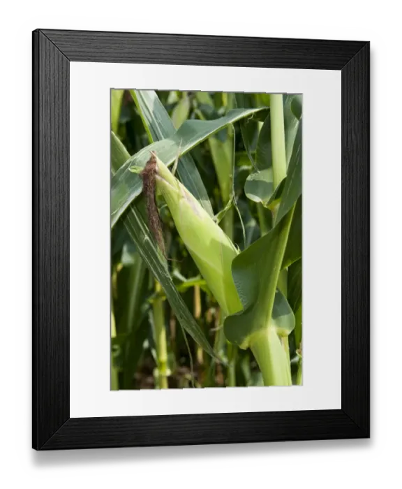 Framed Print : Maize (Zea mays) crop, close-up of cob on stalk in field, Pennsylvania, U. S. A. september