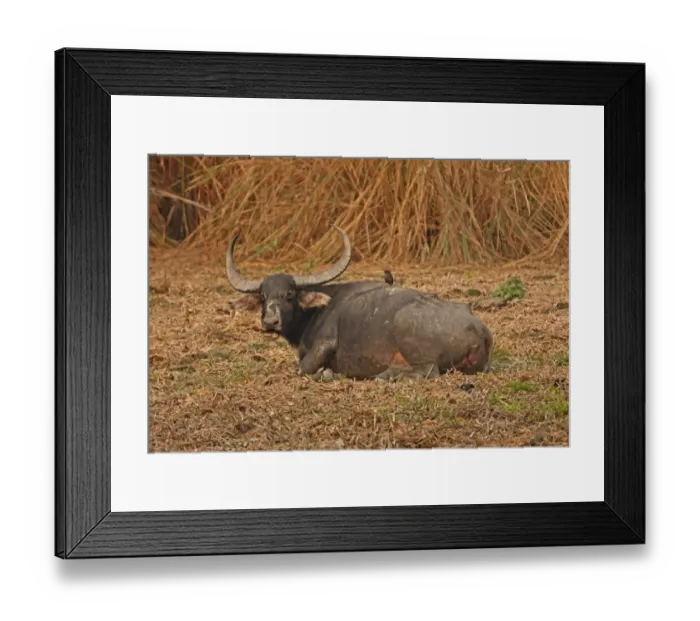 Framed Print : Wild Water Buffalo (Bubalus arnee fulvus) adult, chewing cud, resting on ground with Jungle Myna (Acridotheres fuscus) Framed Print : Wild Water Buffalo (Bubalus arnee fulvus) adult, chewing cud, resting on ground with Jungle Myna (Acridotheres fuscus)