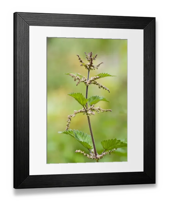 Framed Print : Stinging Nettle (Urtica dioica) flowering, Downe Bank Nature Reserve, North Downs, Kent, England, august Framed Print : Stinging Nettle (Urtica dioica) flowering, Downe Bank Nature Reserve, North Downs, Kent, England, august