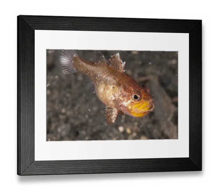 Framed Print : Weedy Cardinalfish (Foa fo) adult, protectively carrying eggs in mouth, Lembeh Straits, Sulawesi, Sunda Islands Framed Print : Weedy Cardinalfish (Foa fo) adult, protectively carrying eggs in mouth, Lembeh Straits, Sulawesi, Sunda Islands