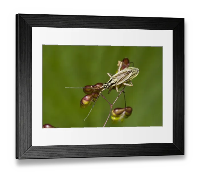 Framed Print : Meadow Plant Bug (Leptopterna dolabrata) adult female, clambering over Quaking Grass (Briza media) flowers Framed Print : Meadow Plant Bug (Leptopterna dolabrata) adult female, clambering over Quaking Grass (Briza media) flowers