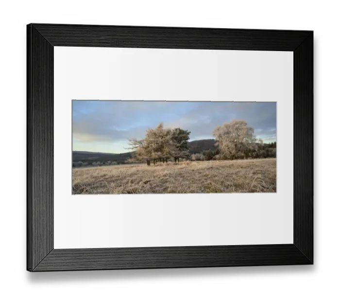 Framed Print : View of frost covered grass and trees, Lotus Hill, Dumfries and Galloway, Scotland, january Framed Print : View of frost covered grass and trees, Lotus Hill, Dumfries and Galloway, Scotland, january