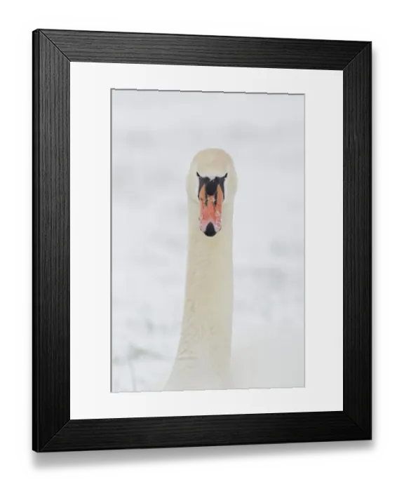 Framed Print : Mute Swan (Cygnus olor) adult, close-up of head and neck, with snow on beak, Suffolk, England, february Framed Print : Mute Swan (Cygnus olor) adult, close-up of head and neck, with snow on beak, Suffolk, England, february