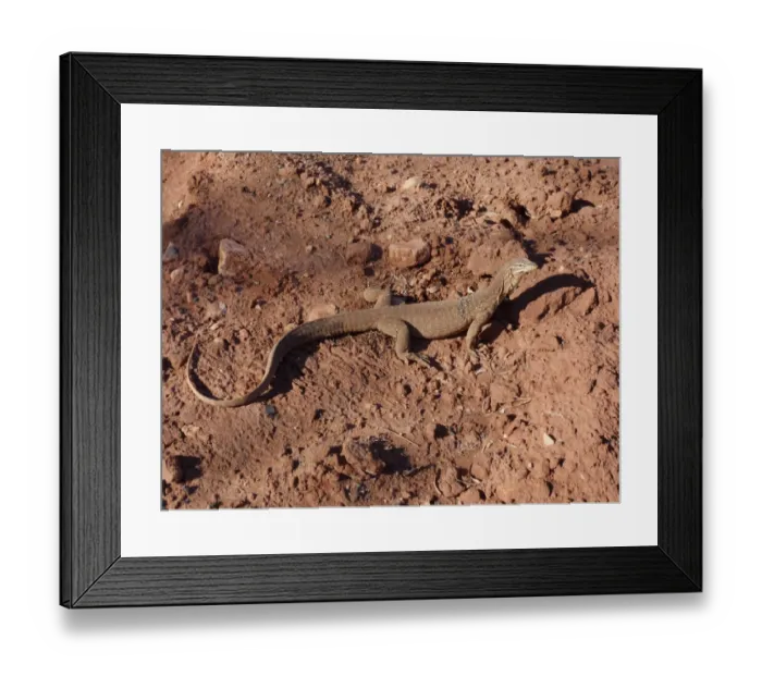 Framed Print : Yellow-spotted Monitor (Varanus panoptes) adult, standing on bare ground, Western Australia, Australia Framed Print : Yellow-spotted Monitor (Varanus panoptes) adult, standing on bare ground, Western Australia, Australia