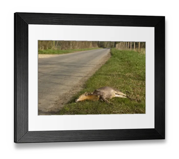 Framed Print : Chinese Muntjac road kill Framed Print : Chinese Muntjac road kill
