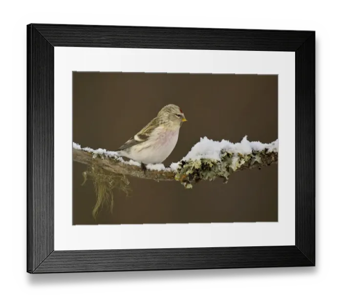 Framed Print : Arctic Redpoll (Carduelis hornemanni) adult male, spring plumage, perched on lichen covered branch in snow, Kaamanen Framed Print : Arctic Redpoll (Carduelis hornemanni) adult male, spring plumage, perched on lichen covered branch in snow, Kaamanen