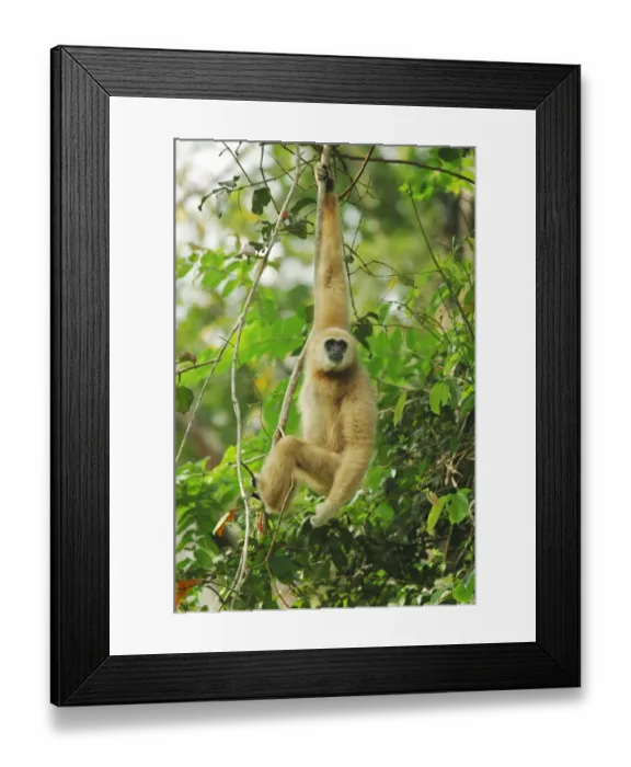 Framed Print : Common Gibbon (Hylobates lar) pale form, adult male, hanging on branch in monsoon rainforest, Khao Yai N. P Framed Print : Common Gibbon (Hylobates lar) pale form, adult male, hanging on branch in monsoon rainforest, Khao Yai N. P