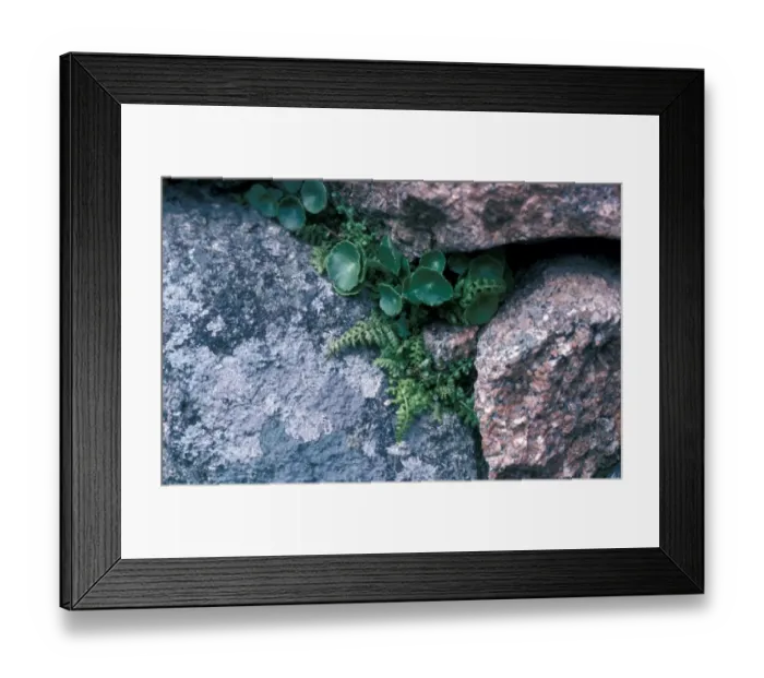 Framed Print : Asplenium obovatum, Lanceolate Spleenwort, Shaugh Prior Devon 1977 Framed Print : Asplenium obovatum, Lanceolate Spleenwort, Shaugh Prior Devon 1977