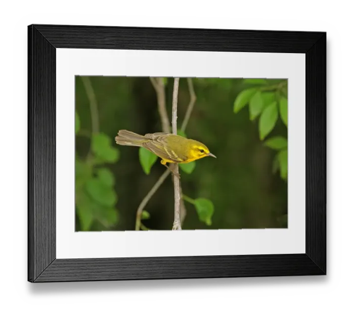 Framed Print : Vitelline Warbler (Dendroica vitellina) adult, perched on twig, Cayman Islands Framed Print : Vitelline Warbler (Dendroica vitellina) adult, perched on twig, Cayman Islands