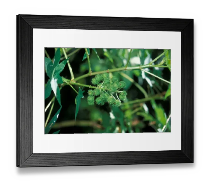 Framed Print : Flower-Caster-Oil Plant (Ricinus communis) With fruit Framed Print : Flower-Caster-Oil Plant (Ricinus communis) With fruit