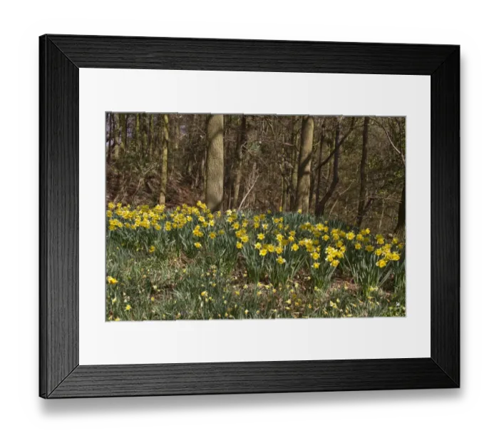 Framed Print : Spring time - Wild Daffodils grow in woodland setting Framed Print : Spring time - Wild Daffodils grow in woodland setting