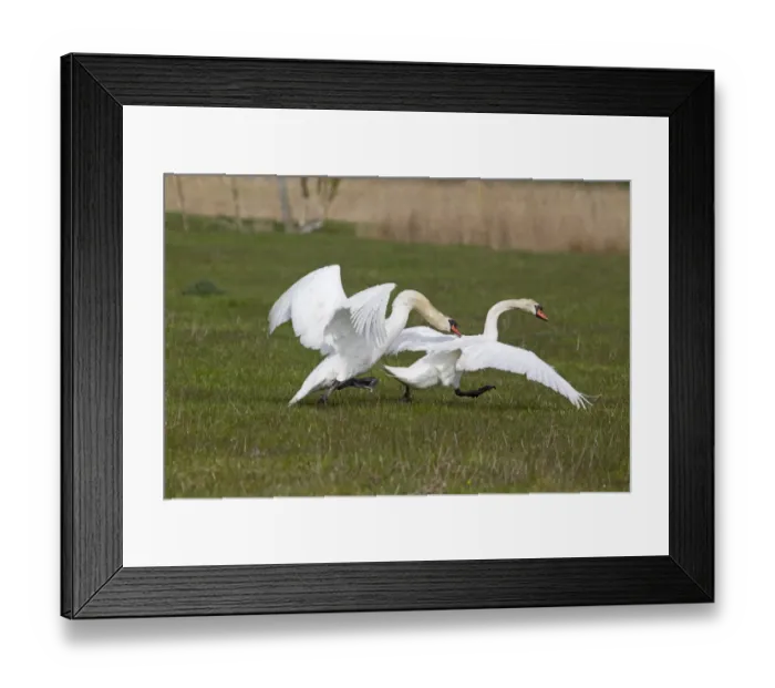 Framed Print : Mute Swan (Cygnus olor) two adult males, fighting, dominant male chasing other from territory, Suffolk, England, april Framed Print : Mute Swan (Cygnus olor) two adult males, fighting, dominant male chasing other from territory, Suffolk, England, april