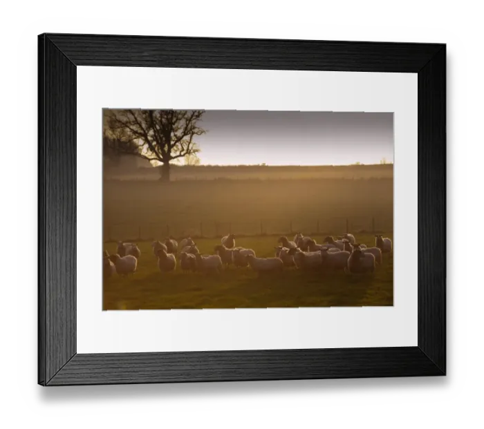 Framed Print : Domestic Sheep, flock, standing in pasture at sunset, England, november