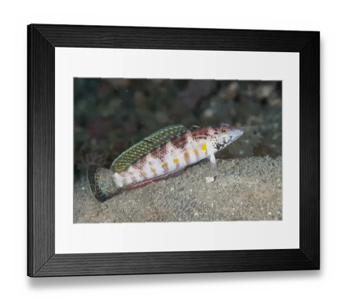 Framed Print : Blackfin Sandperch (Parapercis snyderi) adult, with erect dorsal fin, Lembeh Straits, Sulawesi, Sunda Islands Framed Print : Blackfin Sandperch (Parapercis snyderi) adult, with erect dorsal fin, Lembeh Straits, Sulawesi, Sunda Islands