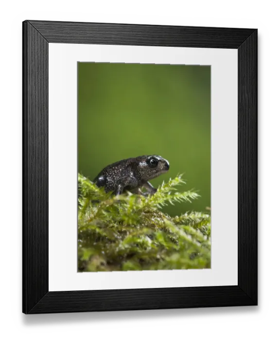 Framed Print : Common Toad (Bufo bufo) newly emerged baby, climbing over moss, Belvedere, Bexley, Kent, England, july Framed Print : Common Toad (Bufo bufo) newly emerged baby, climbing over moss, Belvedere, Bexley, Kent, England, july