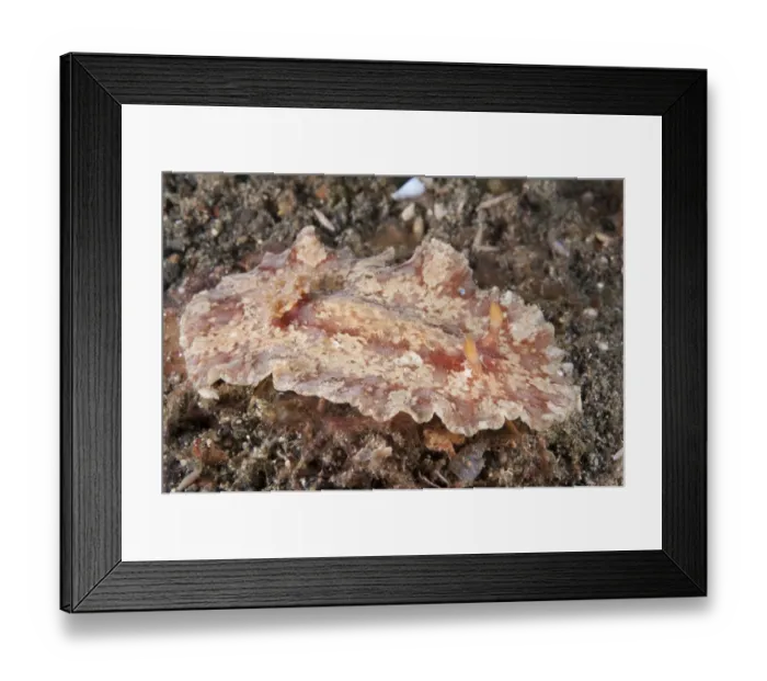 Framed Print : Classy Platydoris Nudibranch (Platydoris speciosa) adult, on seabed, Lembeh Straits, Sulawesi, Sunda Islands, Indonesia Framed Print : Classy Platydoris Nudibranch (Platydoris speciosa) adult, on seabed, Lembeh Straits, Sulawesi, Sunda Islands, Indonesia