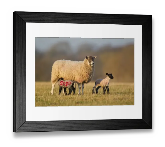 Framed Print : Domestic Sheep, mule ewe, with two four-day old lambs suckling, with sprayed identification number on lamb, Suffolk Framed Print : Domestic Sheep, mule ewe, with two four-day old lambs suckling, with sprayed identification number on lamb, Suffolk