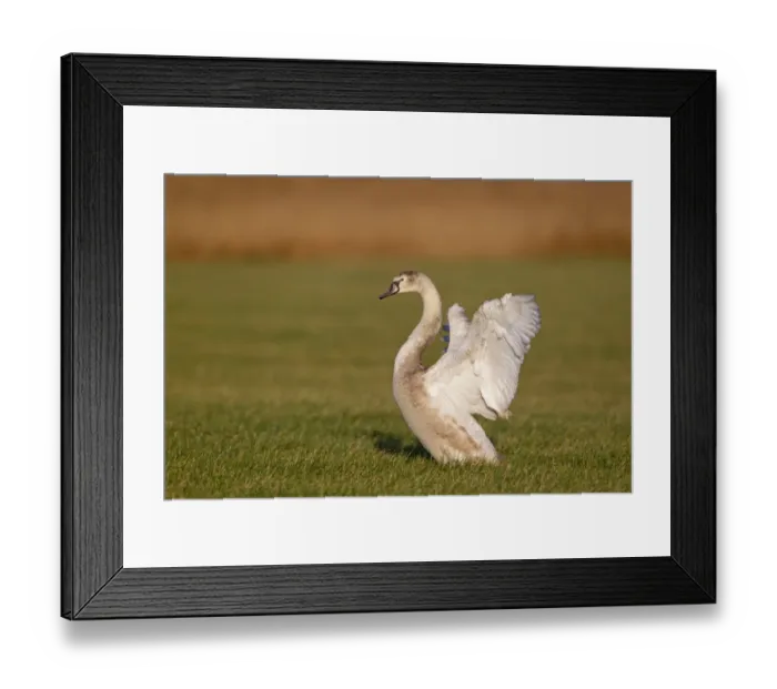 Framed Print : Mute Swan (Cygnus olor) juvenile, flapping wings, standing in grazing marsh, Suffolk, England, january