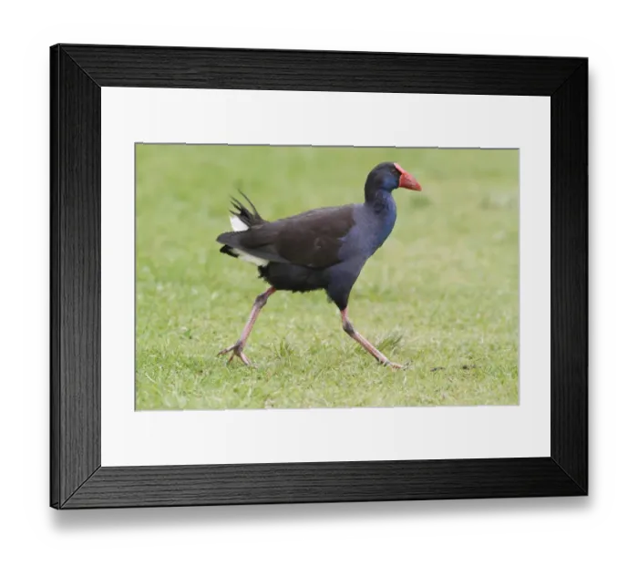 Framed Print : Purple Swamphen (Porhyrio porphyrio bellus) adult, walking on grass in parkland, Perth, Western Australia, Australia Framed Print : Purple Swamphen (Porhyrio porphyrio bellus) adult, walking on grass in parkland, Perth, Western Australia, Australia